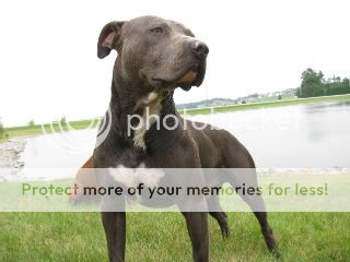 american pitbull terrier vs amstaff apbt vs american bully and bybs pitbulls go pitbull dog forums american pitbull terrier vs amstaff apbt vs american bully and bybs pitbulls go pitbull dog forums