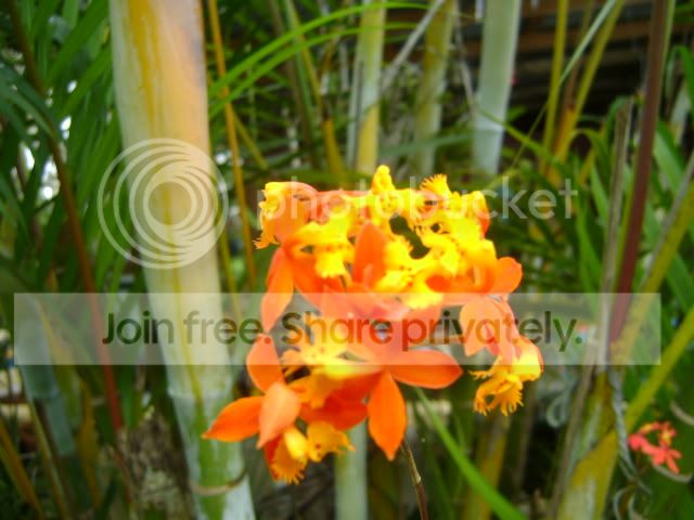 ElEstanque.com - Ver Tema - Cuidado de Orquideas!!!