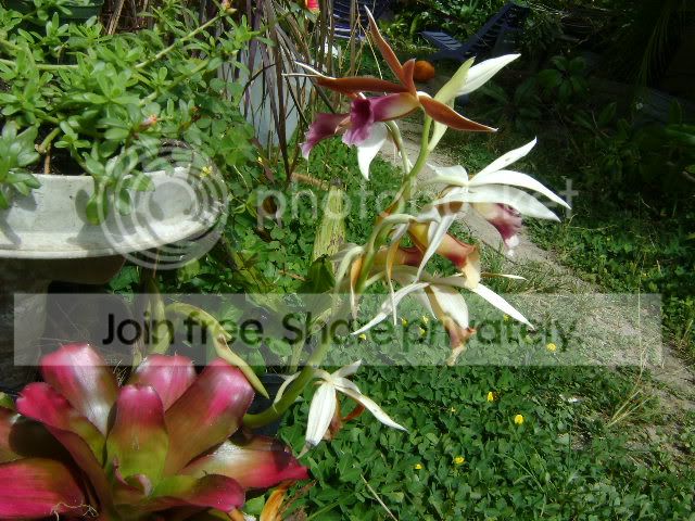 ElEstanque.com - Ver Tema - Cuidado de Orquideas!!!