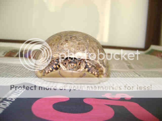riverside shelter scared box turtle in riverside shelter tortoise forum riverside shelter scared box turtle in riverside shelter tortoise forum