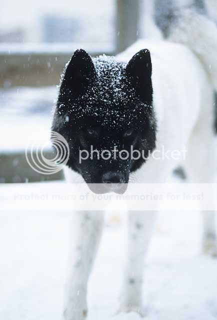Ansel Jan 2002