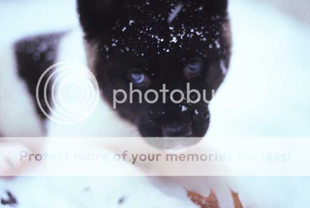 Ansel Jan 2001