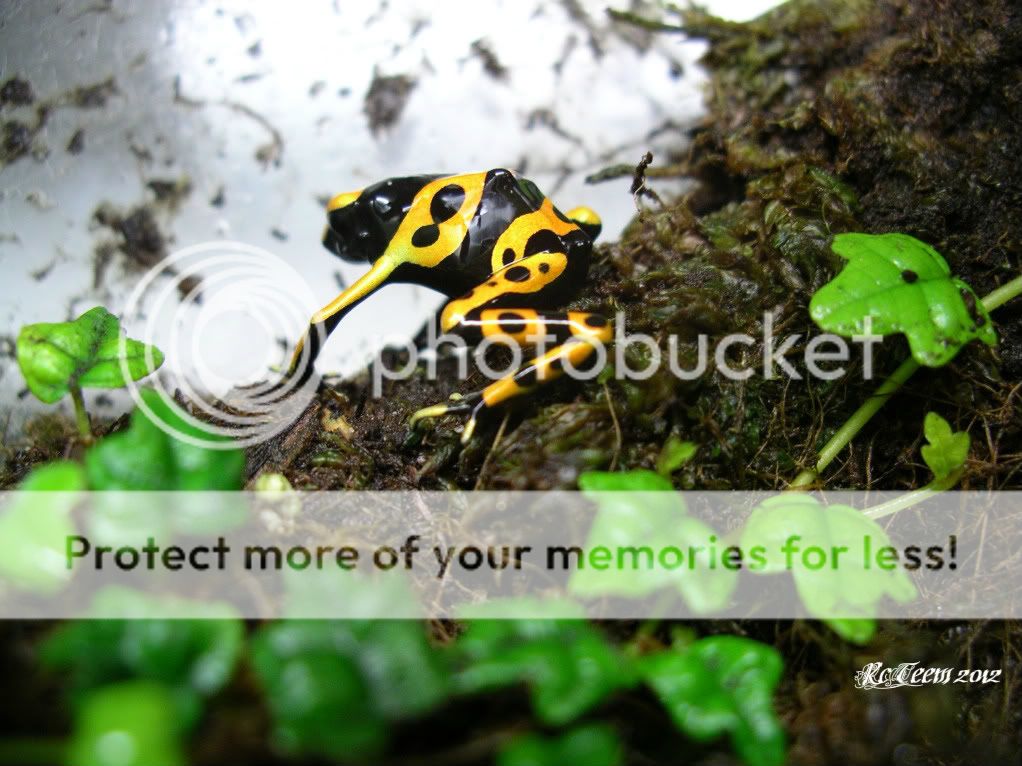 [Image: IMGP0559.jpg]