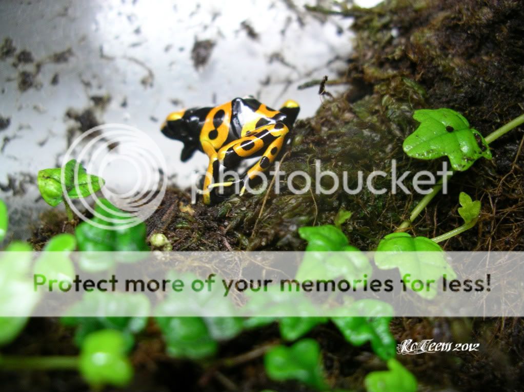 [Image: IMGP0560.jpg]