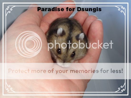 photo 2f45a472-ef6e-46bd-8e97-6b61372f6b0e_zpsujhcxxpz.jpg