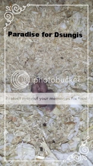 photo 5e869e1c-fa2f-4cce-a111-9429cdf9b39b_zps3potfqom.jpg