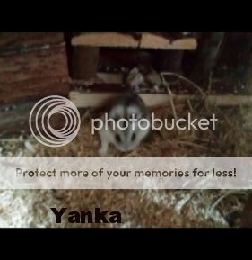 photo ba21a1f6-fd95-4289-8b67-a43ef93ad1bd_zpsvto7lr3r.jpg