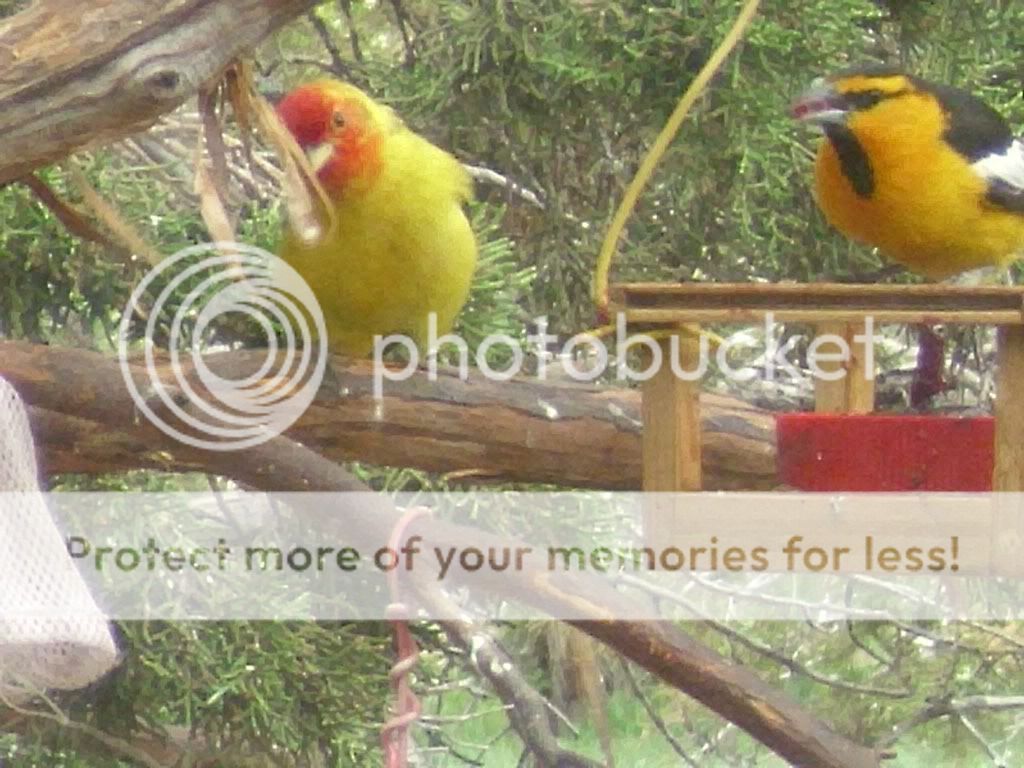 Posted Image