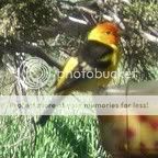 Posted Image
