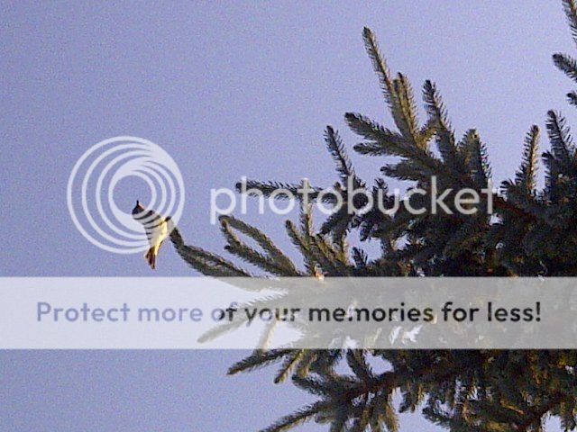 Posted Image