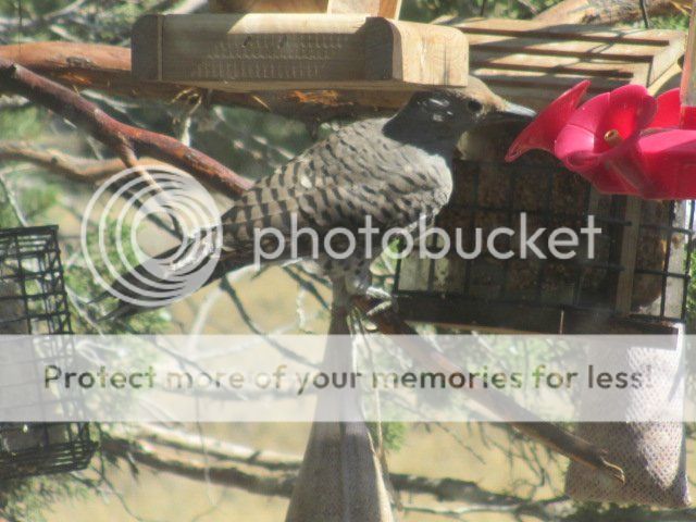 Posted Image