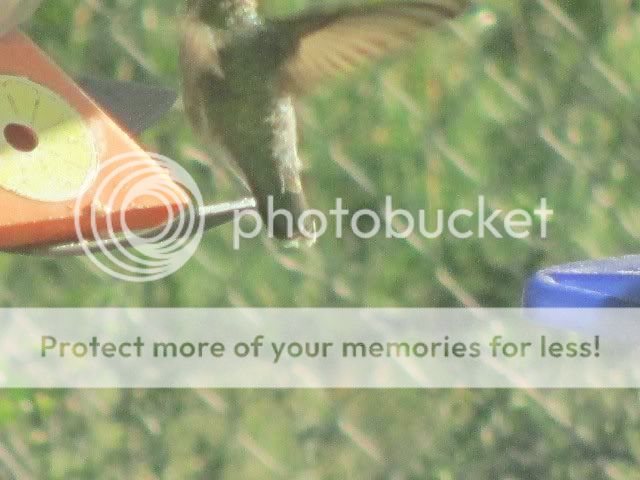 Posted Image