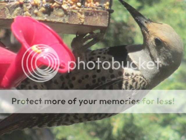 Posted Image
