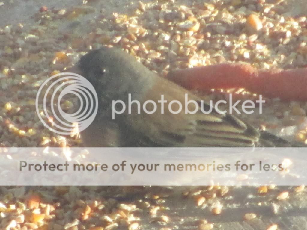 Posted Image