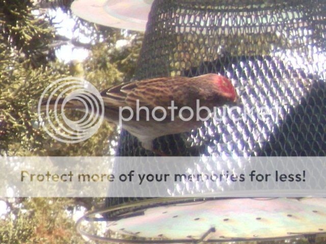 Posted Image