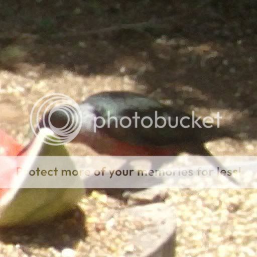 Posted Image