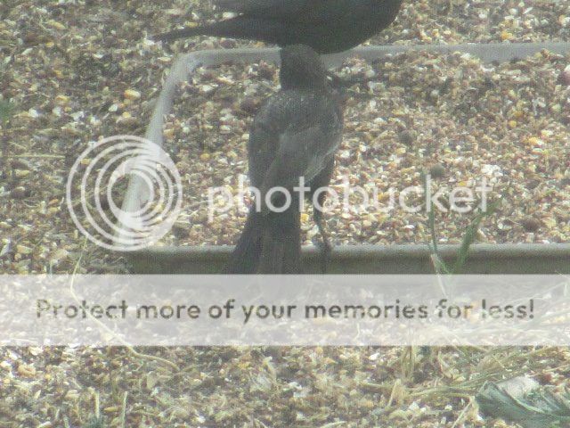 Posted Image