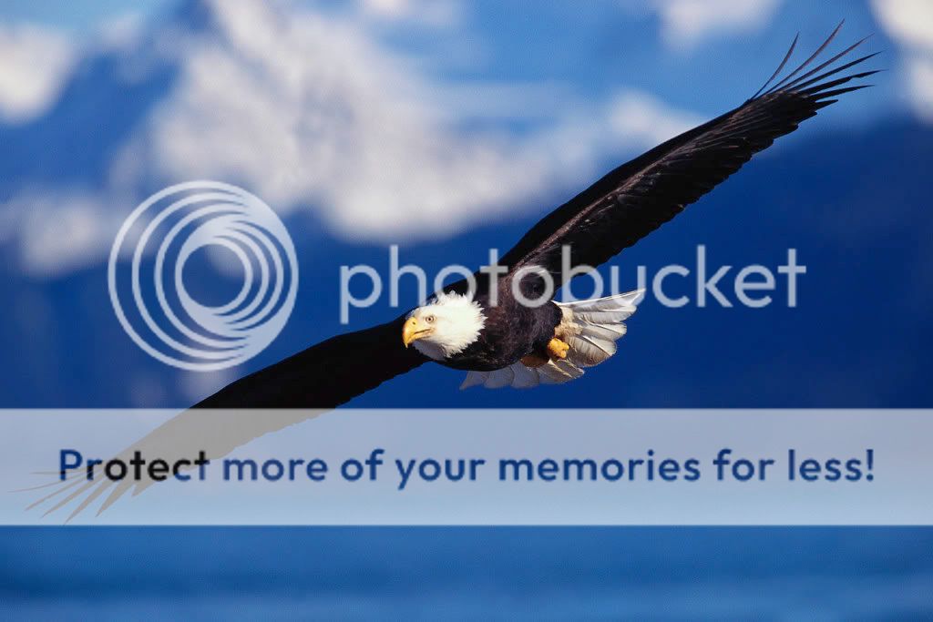 Eagle Flying Pictures, Images and Photos