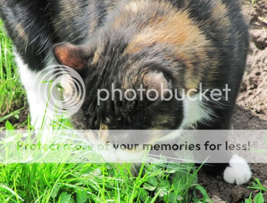 photo IMG_6517_zpsa02da39b.jpg