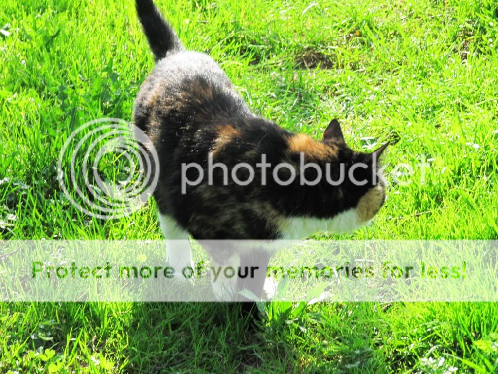 photo IMG_6532_zpsbac3b61f.jpg