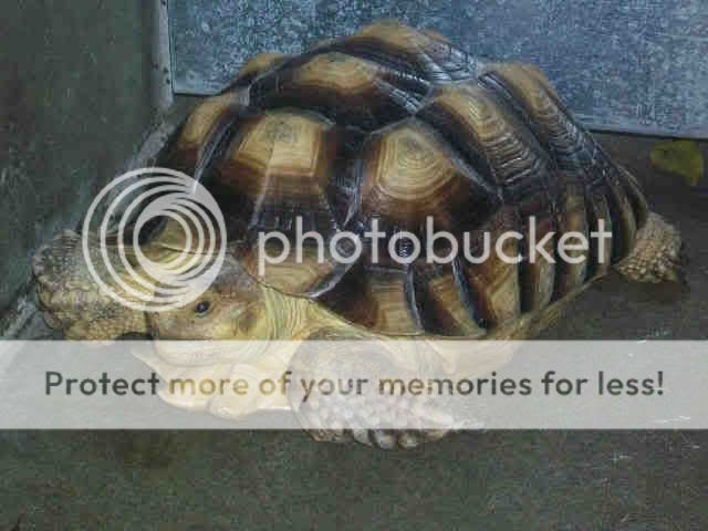 get_image-1.jpg